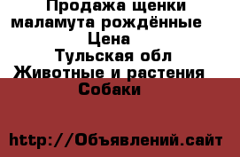 Продажа щенки маламута рождённые 27.03.18  › Цена ­ 12 000 - Тульская обл. Животные и растения » Собаки   